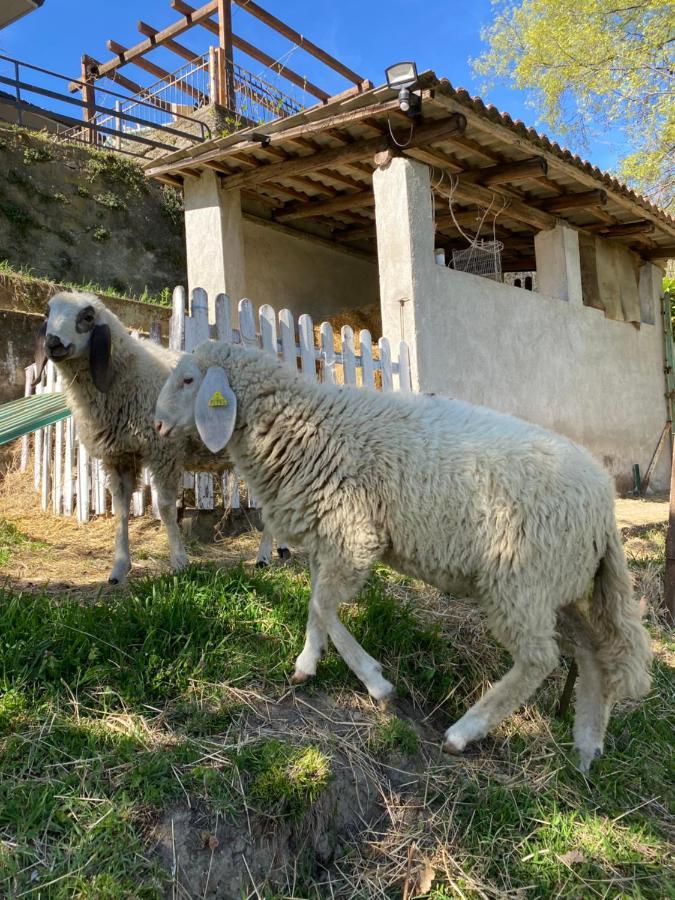 Come Una Volta Farm Brozolo Exterior photo